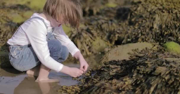 Dziecko bawiące się na plaży wodorostami morskimi — Wideo stockowe