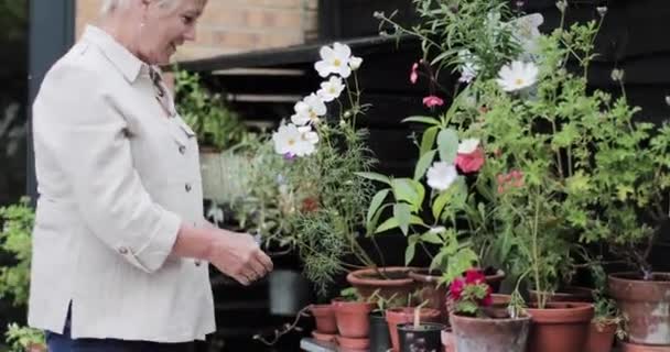 Madura femenina que arregla las plantas en el jardín — Vídeos de Stock