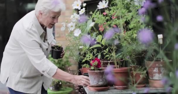 Mature female arranging plants in garden — Stock Video