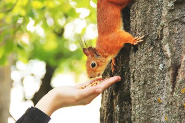Sciurus. Kemirgen. Sincap bir elden fındık yer. Parktaki güzel kırmızı sincap