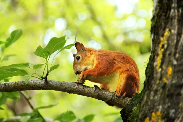 Sciurus Родич Білка Сидить Дереві Їсть Парку Чудова Червона Білка — стокове фото