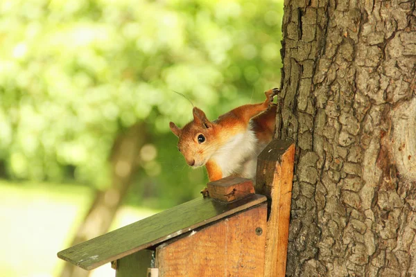 Det Sciurus Gnagare Ekorre Fågelholken Vacker Röd Ekorre Ett Träd — Stockfoto