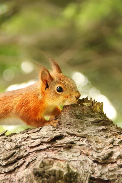 Sciurus Roedor Esquilo Senta Numa Árvore Esquilo Vermelho Bonito Parque — Fotografia de Stock