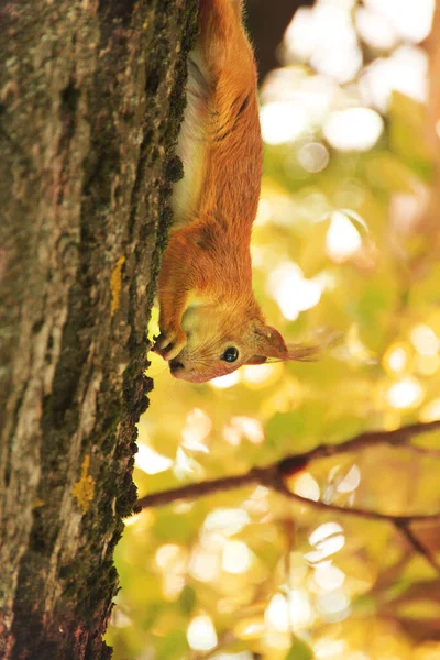 Sciurus Родич Білка Дереві Їсть Парку Чудова Червона Білка — стокове фото