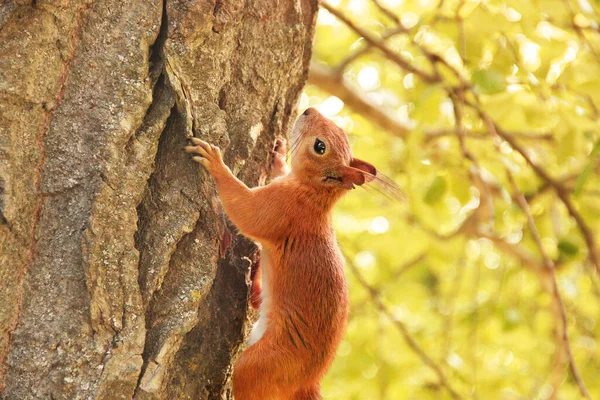 Sciurus Roedor Esquilo Senta Numa Árvore Esquilo Vermelho Bonito Parque — Fotografia de Stock