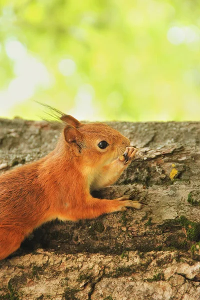 Sciurus Родич Білка Сидить Дереві Парку Чудова Червона Білка — стокове фото