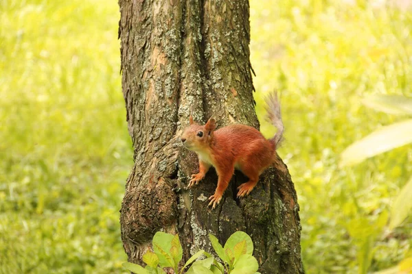 Det Sciurus Gnagare Ekorren Sitter Ett Träd Vacker Röd Ekorre — Stockfoto