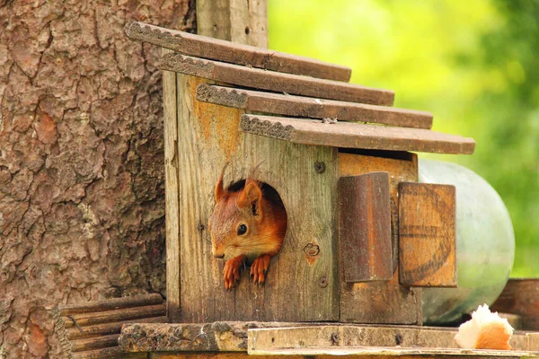 Sciurus. Rodent. A squirrel peeks out of a birdhouse. Beautiful red squirrel in the park