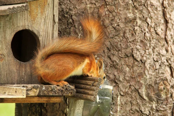 松鼠喝水 科学家 啮齿动物鸟屋上的松鼠 树上美丽的红松鼠 — 图库照片