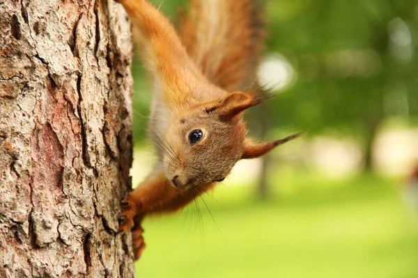 Sciurus Родич Білка Сидить Дереві Красива Червона Білка — стокове фото