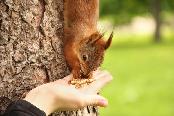 Sciurus Rongeur Écureuil Mange Les Noix Main Bel Écureuil Roux — Photo