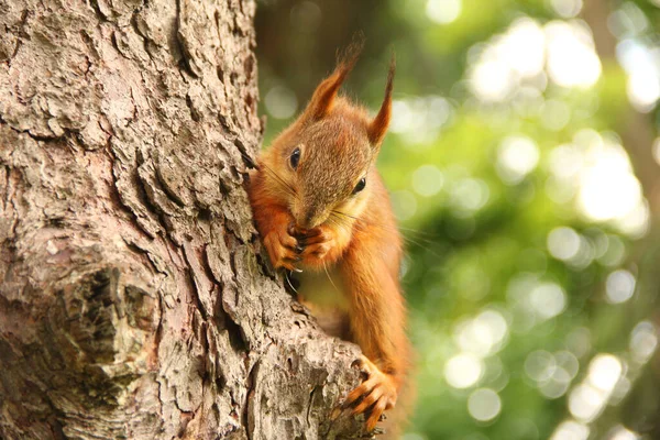 科学家 啮齿动物松鼠坐在树上吃东西 公园里漂亮的红松鼠 — 图库照片