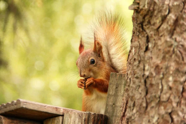 Sciurus Rongeur Écureuil Sur Nichoir Bel Écureuil Roux Sur Arbre — Photo