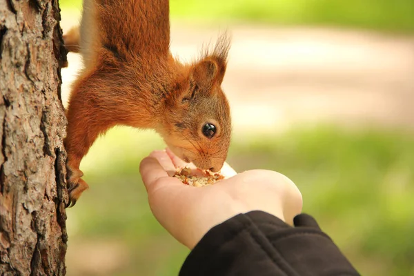 シウラス ロデント リスは手からナッツを食べる 公園の美しい赤いリス — ストック写真