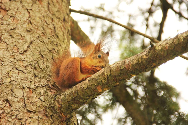 Det Sciurus Gnagare Ekorren Sitter Ett Träd Och Äter Vacker — Stockfoto