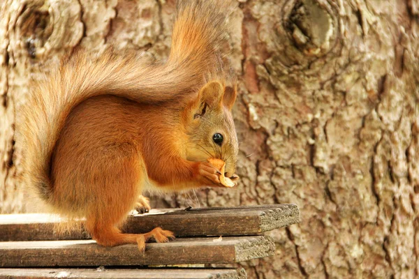 Sciurus Rodent Squirrel Sits Tree Eats Beautiful Red Squirrel Park — Stock Photo, Image