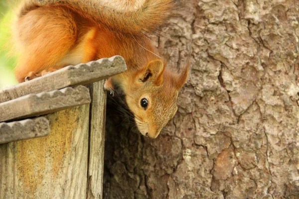 Det Sciurus Gnagare Ekorre Fågelholken Vacker Röd Ekorre Ett Träd — Stockfoto