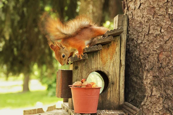 Sciurus Rongeur Écureuil Sur Nichoir Bel Écureuil Roux Sur Arbre — Photo