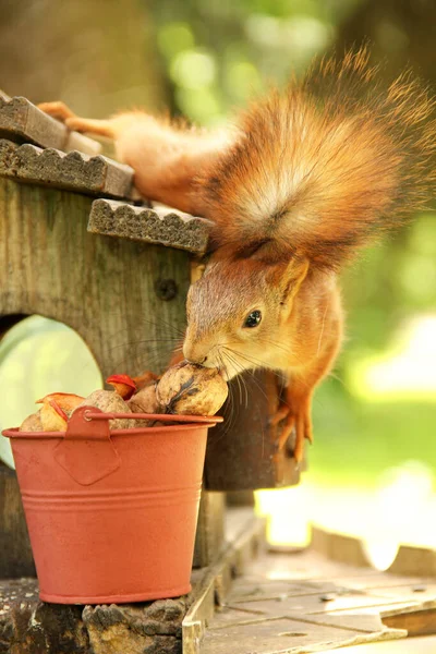 Sciurus Rodent Squirrel Birdhouse Beautiful Red Squirrel Tree — Stock Photo, Image