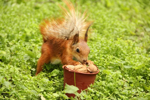 Eichhörnchen Und Ein Eimer Nüsse Sciurus Nagetier Schöne Rote Eichhörnchen — Stockfoto