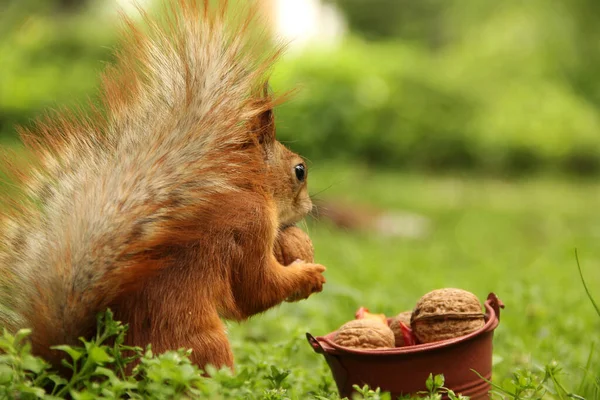 Écureuil Seau Noix Sciurus Rongeur Bel Écureuil Roux Dans Parc — Photo