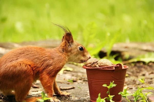 Écureuil Prend Une Noix Dans Seau Sciurus Rongeur Bel Écureuil — Photo