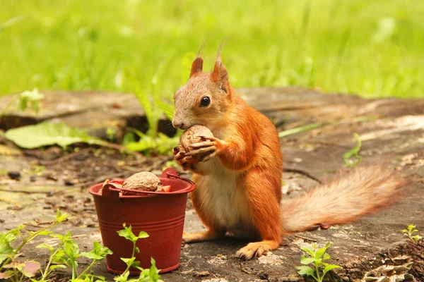 Écureuil Seau Noix Sciurus Rongeur Bel Écureuil Roux Dans Parc — Photo