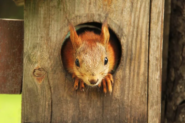 Det Sciurus Gnagare Ekorre Kikar Fågelholk Vacker Röd Ekorre Tittar — Stockfoto