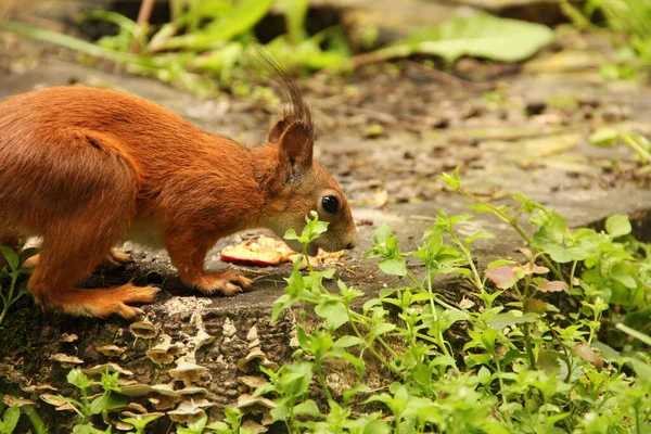 Gros Plan Sur Écureuil Sciurus Rongeur Bel Écureuil Roux Dans — Photo