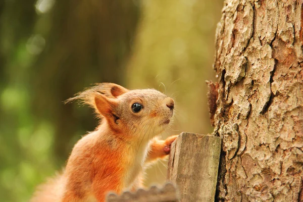 Sciurus Nära Håll Gnagare Ekorren Sitter Ett Träd Vacker Röd — Stockfoto