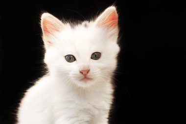 Siyah arka planda beyaz kedi. Yavru kedi kameraya yakından bakıyor. Evcil hayvan