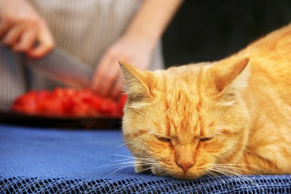 The ginger cat is sleeping. Cat and cooking. The girl cuts the tomatoes in the background.