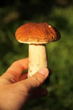 Beyaz mantar elinizin altında. Boletus edulis