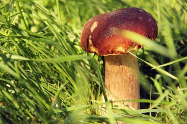 Çimlerde beyaz mantar. Mantar güneş tarafından aydınlatılır. Doğa