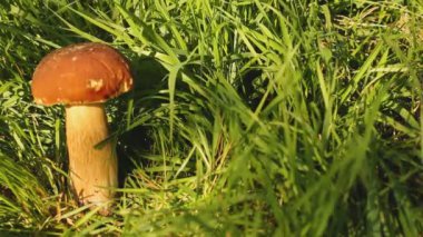 Çimlerde beyaz mantar. Mantar güneş tarafından aydınlatılır. Rüzgarda sallanan çimenler