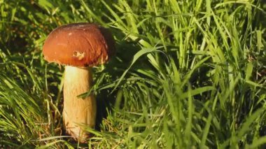 Çimlerde beyaz mantar. Mantar güneş tarafından aydınlatılır. Rüzgarda sallanan çimenler