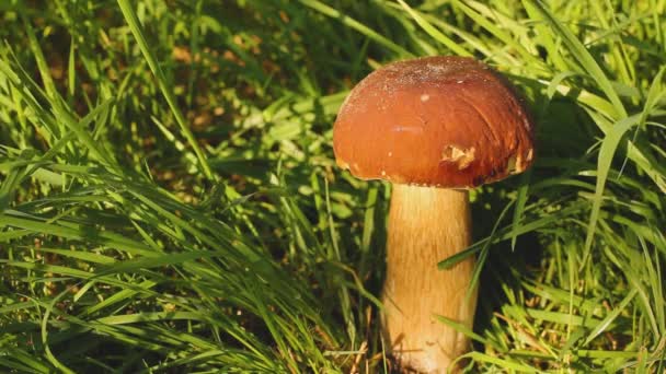 草丛中的白色蘑菇 蘑菇被太阳照亮了 草在风中飘荡 — 图库视频影像