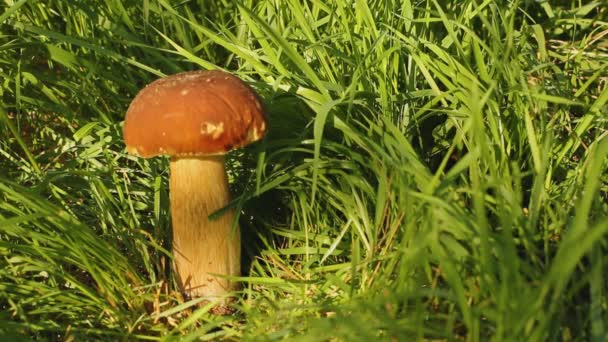 Witte Paddenstoel Het Gras Paddestoel Wordt Verlicht Door Zon Het — Stockvideo