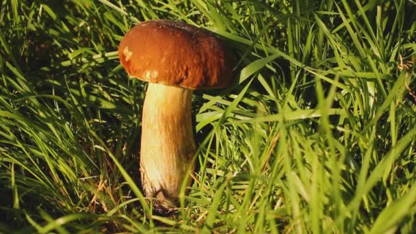 Man Cuts Mushroom White Mushroom Grass Mushroom Illuminated Sun — Stock Video