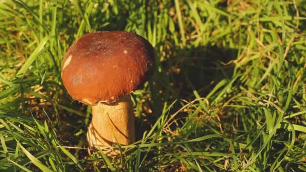 一个人切蘑菇 草丛中的白色蘑菇 蘑菇被太阳照亮了 — 图库视频影像