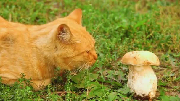 Katt Och Stor Vit Svamp Vacker Katt Ligger Gräset — Stockvideo