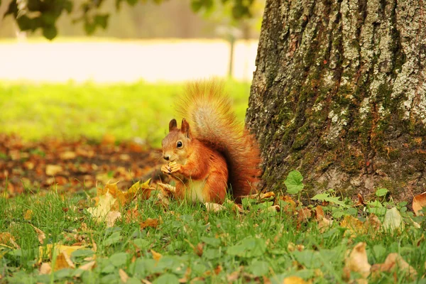 Een Eekhoorn Zit Een Herfstpark Eet Een Noot Sciurus Knaagdier — Stockfoto