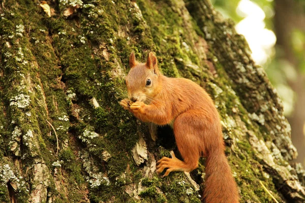 一只松鼠坐在秋天的公园里吃坚果 科学家 啮齿动物树上美丽的红松鼠 — 图库照片