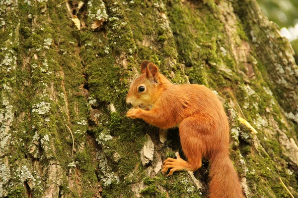 다람쥐는 공원에 견과를 먹는다 유로스 설치류 아름다운 다람쥐 — 스톡 사진