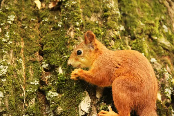 Ekorre Sitter Höstpark Och Äter Nöt Det Sciurus Gnagare Vacker — Stockfoto