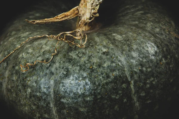 Pumpkin Black Background Harvesting Thanksgiving Day Wallpaper — Stock Photo, Image