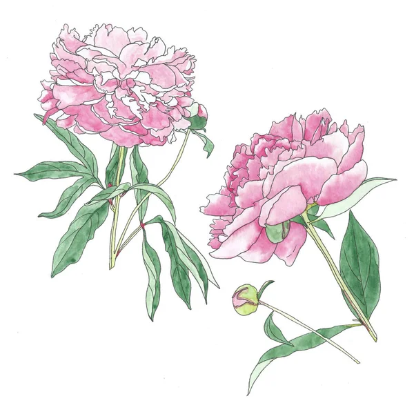 Фон Рожеві Квіти Півонії Аквареллю Створити Свій Унікальний Шаблон — стокове фото