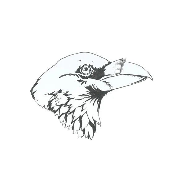 Kara Kalemle Yapılmış Kuzgun Kafası — Stok fotoğraf
