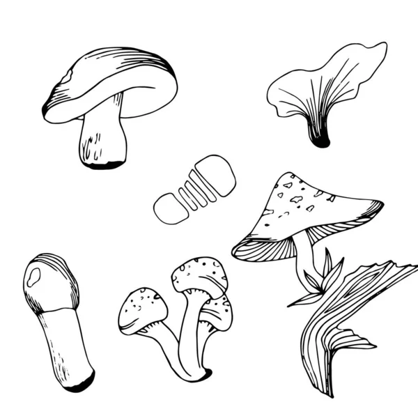 Seth Inkt Doodle Schets Herfst Champignons Bladeren — Stockvector