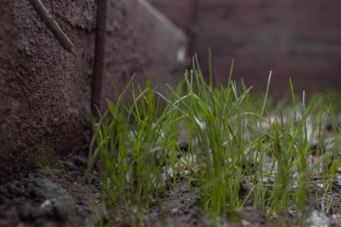 Yeşil çimenleri kapatın.